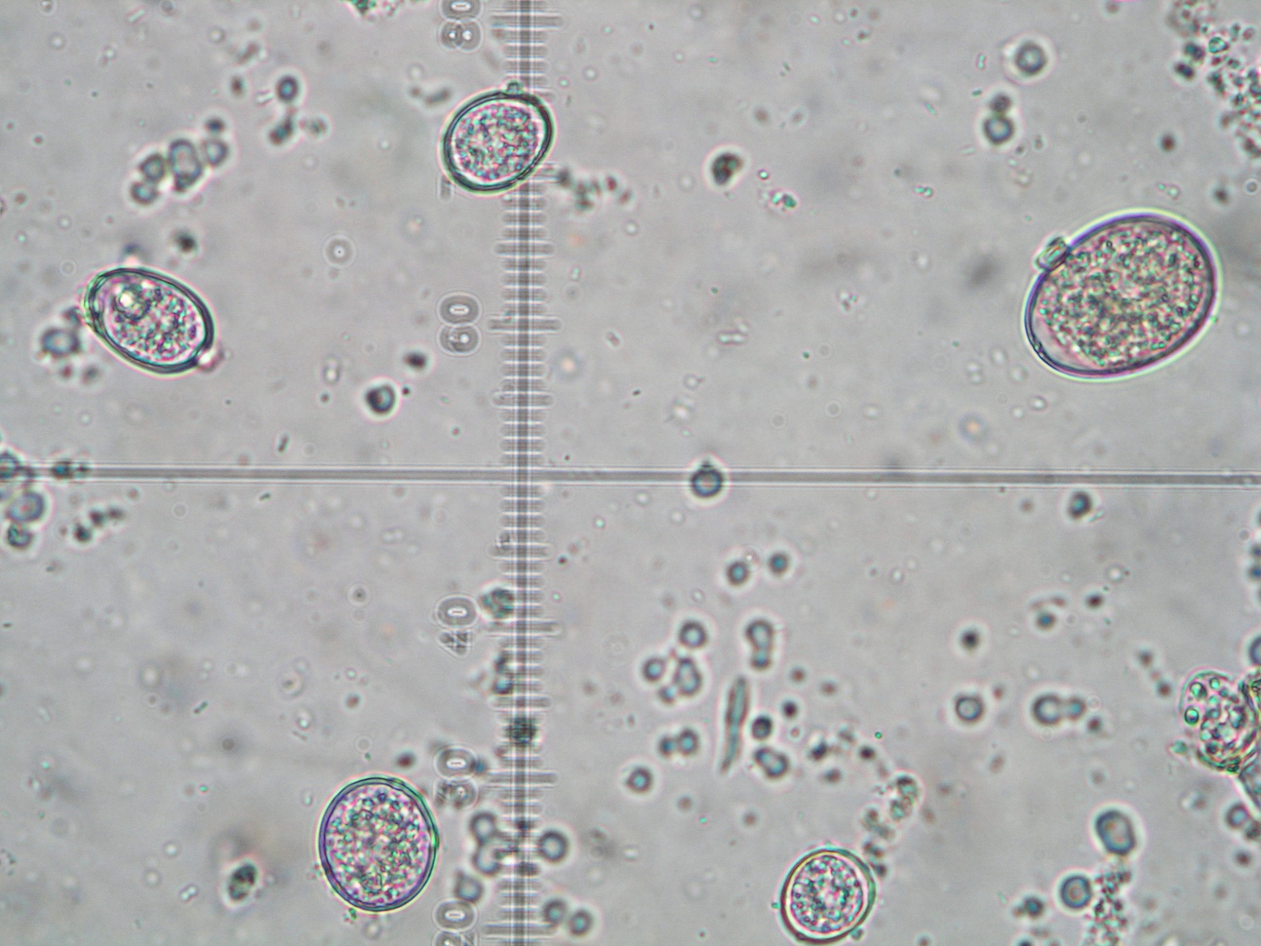 Parasitology 1 1 Scaled - Vetworks