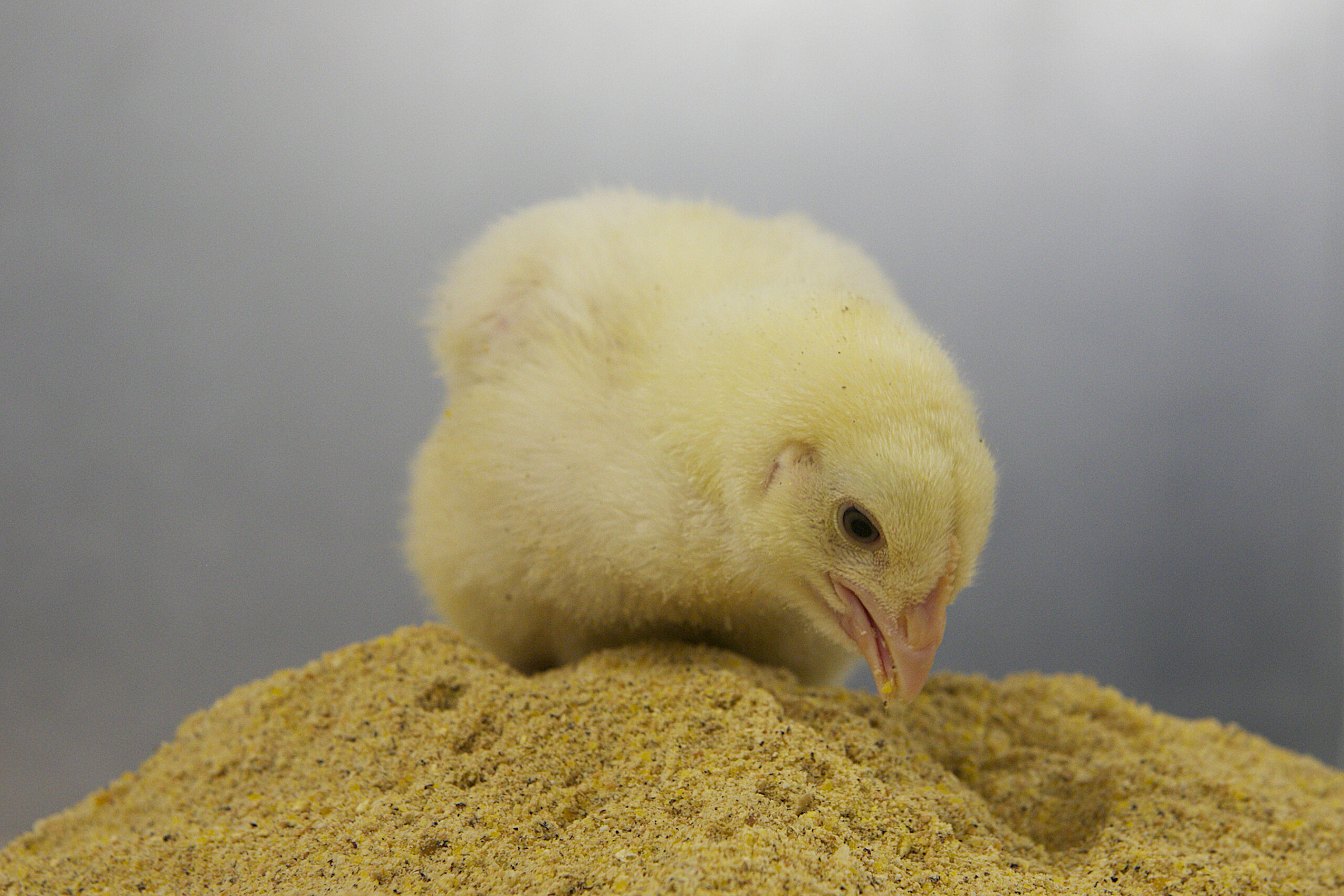 Chick On Feed Scaled - Vetworks