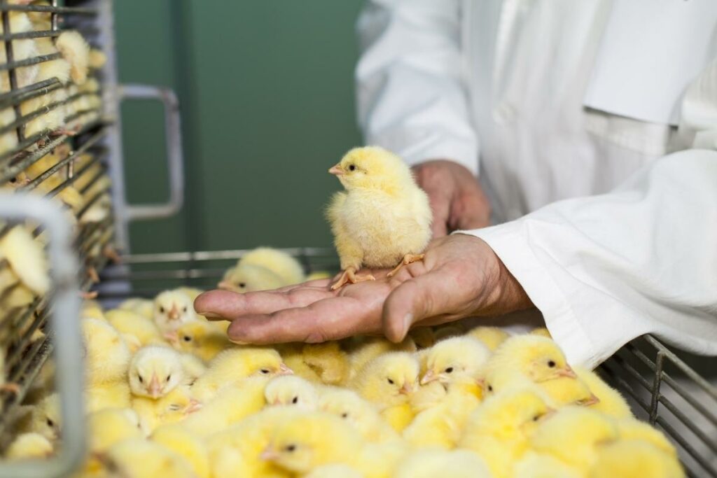 Experienced Poultry Consultants