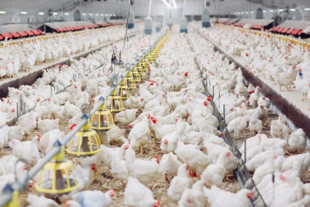 Antibiotic Reduction In Poultry