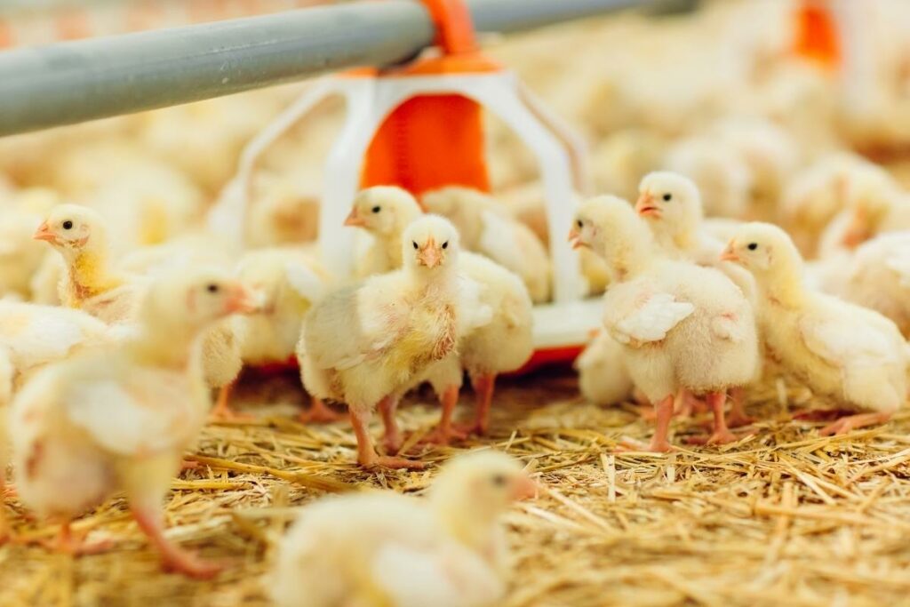 Commercial Poultry Farming