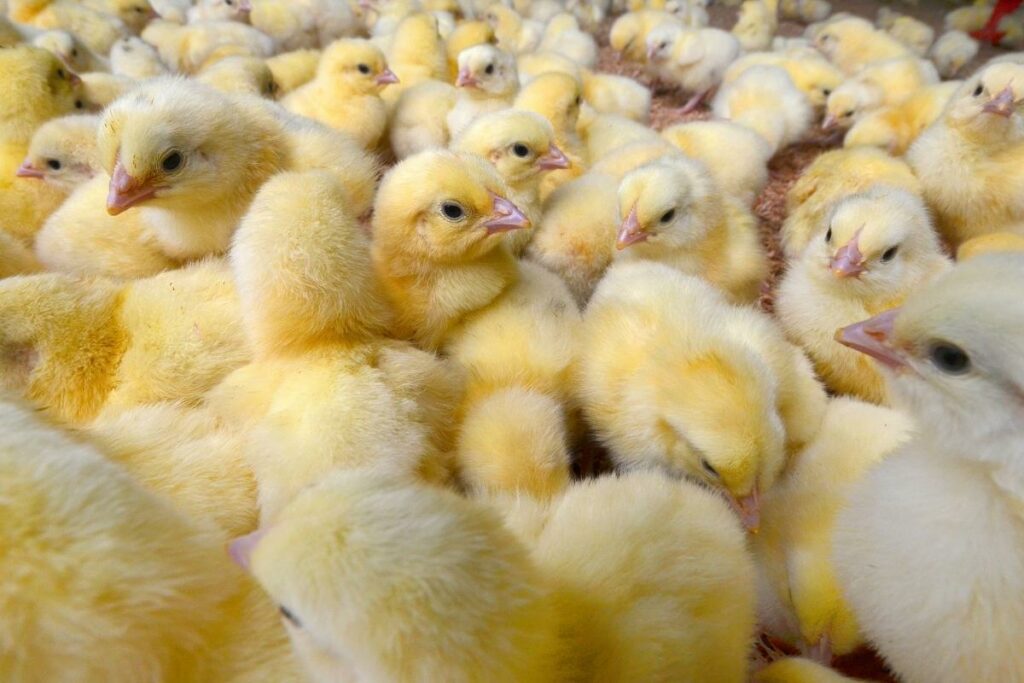 Reducing Antimicrobial Use In Poultry Farming