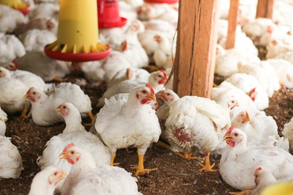 Antibiotics Poultry Combat Amr And Reduce Amu