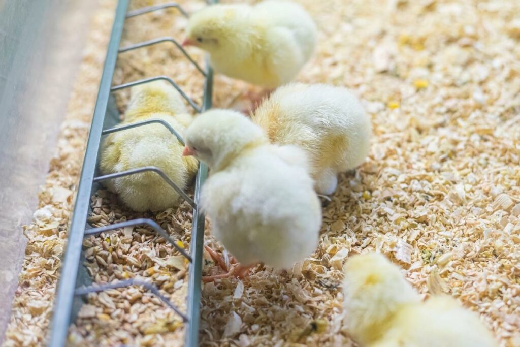 Poultry Food Safety