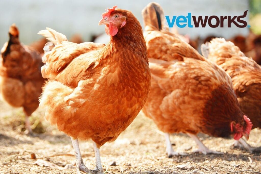 Vetworks Parasitology Trainings Poultry Experts