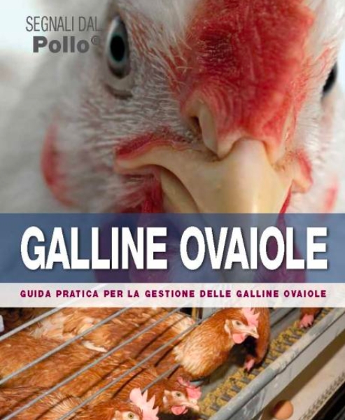 Signals Book It - Galline Ovaiole