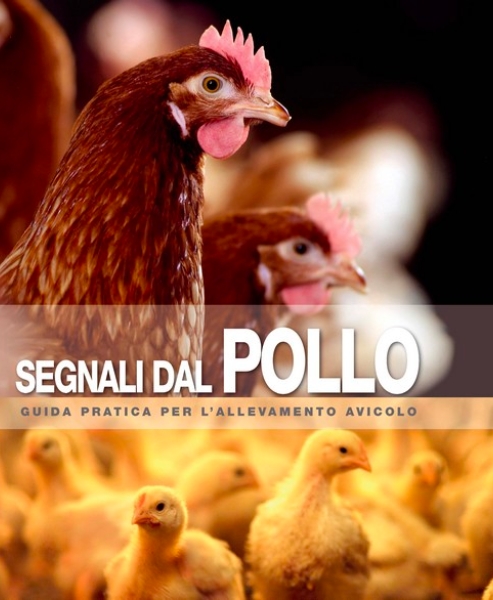 Signals Book It - Segnali Dal Pollo