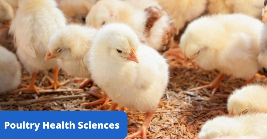 Poultry Health Sciences Graduate Degree Program