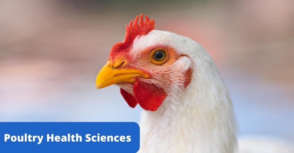 Boost Your Talent With An Extra Academic Degree In Poultry Health Sciences