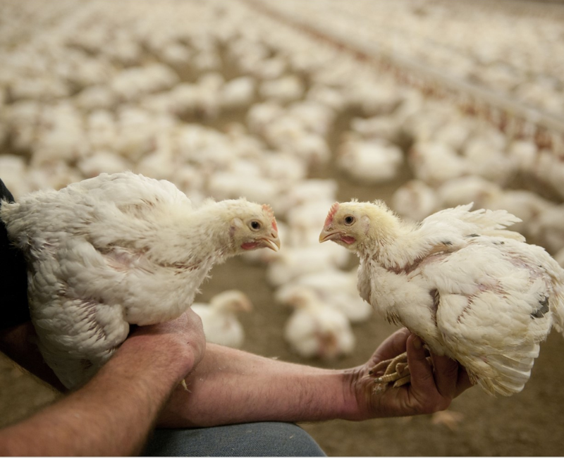 Sustainable Coccidiosis Control Implications