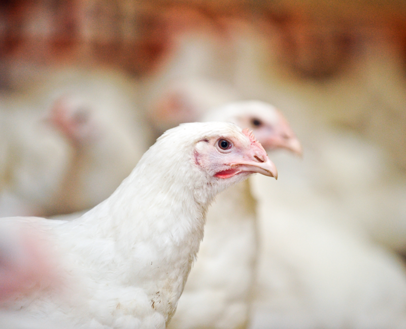 Using A Neural Network Based Vocalization Detector For Broiler Welfare Monitoring