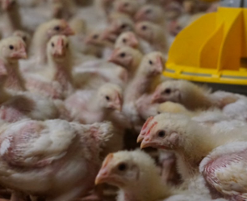 Coccidiosis Poultry Diagnosis Control Prevention And Interaction With Overall Gut Health