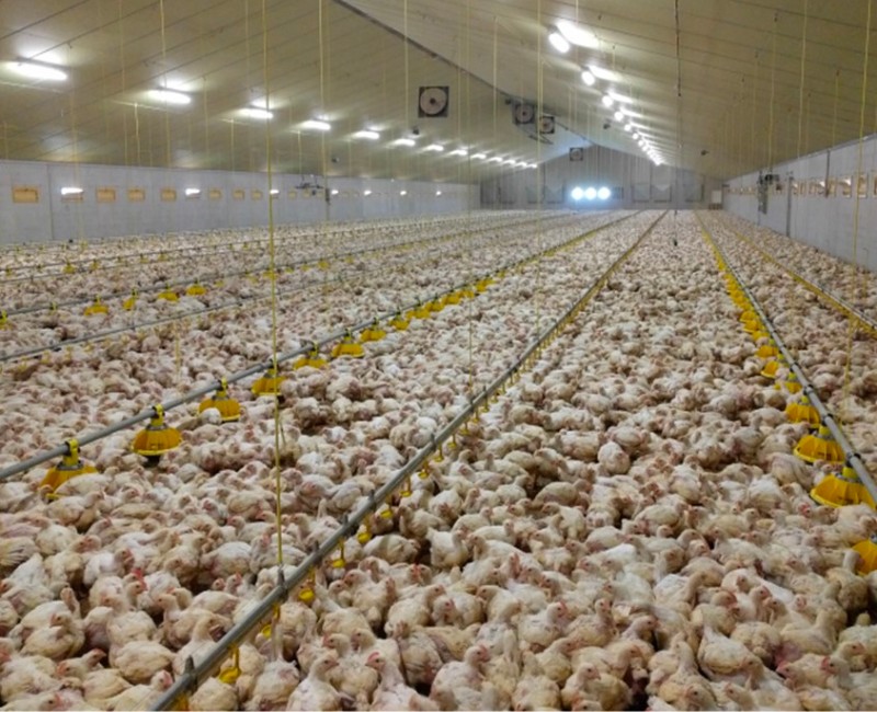 Decisive Action Against Avian Influenza Poultry