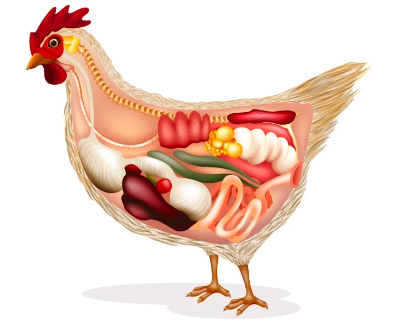 Poultry Health Tool Poultry World Giambrone De Gussem